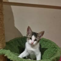 Photo of Wasabi 