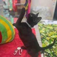 Photo of Prancer (8909)