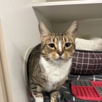 Photo of Socks