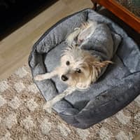 Photo of Toto