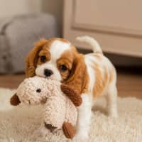 Photo of Hudson