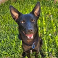 Photo of Badger *$350 Adoption Fee*