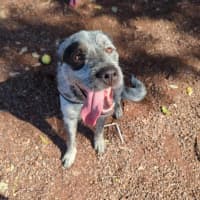 Photo of Gibble   2 Year Old Cattle Dog X Wolfhound (Trial)