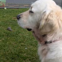 Photo of Honey