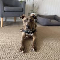Photo of Bazzle