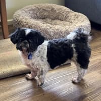 Photo of Piper💖7yo, Shih Tzu Girl (On Trial 14/9/25)