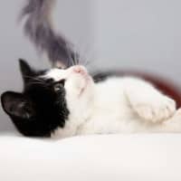 Photo of Button