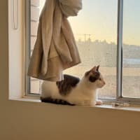 Photo of Solitaire