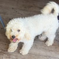Photo of Buddy