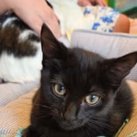 Photo of Sharpie