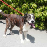 Photo of Trooper