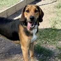 Photo of Scout