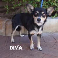 Photo of Diva
