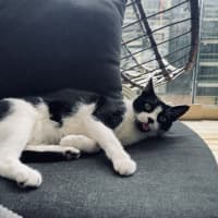 Photo of Marbles