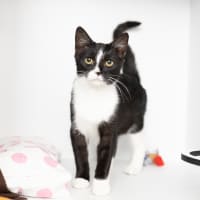 Photo of Muffinette