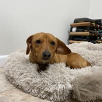 Photo of Riley