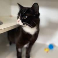 Photo of Echo