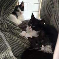 Photo of Salt & Pepper