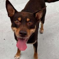 Photo of Paddy   6 Year Old Kelpie