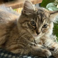 Photo of Snickers ** 2nd Chance Cat Rescue**