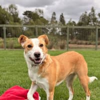Photo of Maple