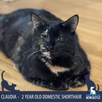Photo of Claudia   2 Year Old Domestic Short Hair