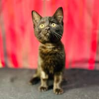 Photo of Draco (Located In Preston) 