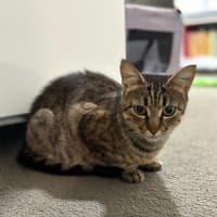 Photo of Poppy (Empty The Nest $50 Adoption Special )