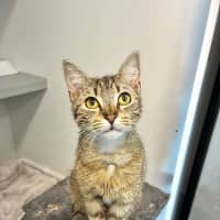 Photo of Belladonna