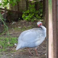 Photo of Guines Fowls