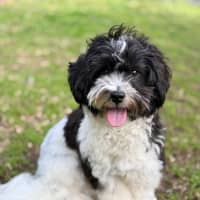 Photo of Snoopy