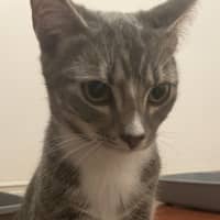 Photo of Strawberry