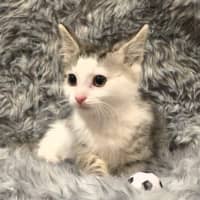 Photo of Moxie
