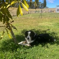 Photo of Gracie 
