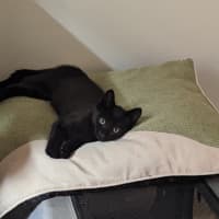 Photo of Midnight