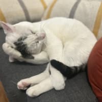 Photo of Squish