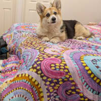Photo of Lulu
