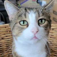 Photo of Loki & Pudding   Located In Coburg