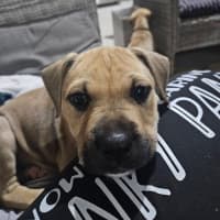 Photo of Krill Karen