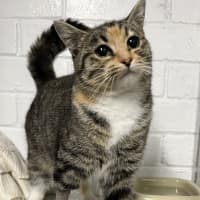 Photo of Nutmeg
