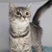 Photo of Misty