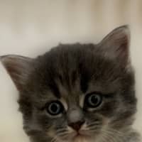Photo of Earl Grey