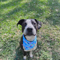 Photo of Freckles *$350 Adoption Fee* 