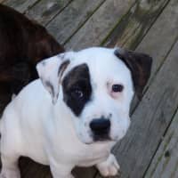 Photo of Tilli/Scout