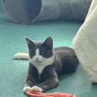 Photo of Clover