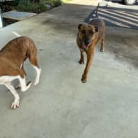 Photo of Crackles And Rocket 