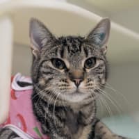 Photo of 🍸 Meowtini 6328 🍸