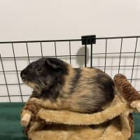 Photo of Crunchy & Tiger