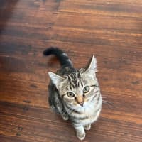 Photo of Boodle Noodle