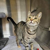 Photo of Comet